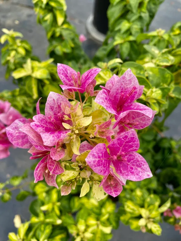 Lady_Bird_Marble_Bougainvillea_Plant_For_Gardening