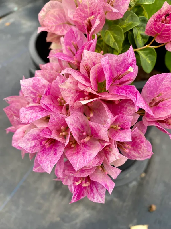 Lady_Bird_Marble_Bougainvillea_Plant_For_Gardening