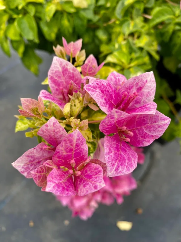 Lady_Bird_Marble_Bougainvillea_Plant_For_Gardening