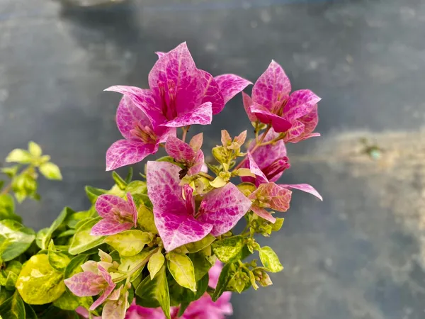 Lady_Bird_Marble_Bougainvillea_Plant_For_Gardening
