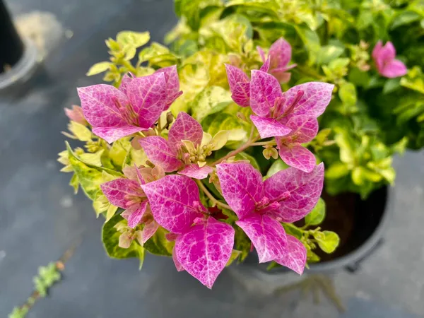 Lady_Bird_Marble_Bougainvillea_Plant_For_Gardening