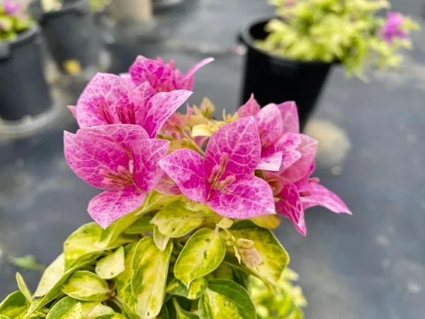 Lady_Bird_Marble_Bougainvillea_Plant_For_Gardening