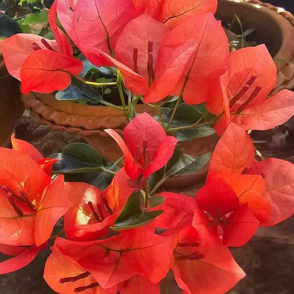 Monalisha_Orange_Bougainvillea_Plant_For_Gardening