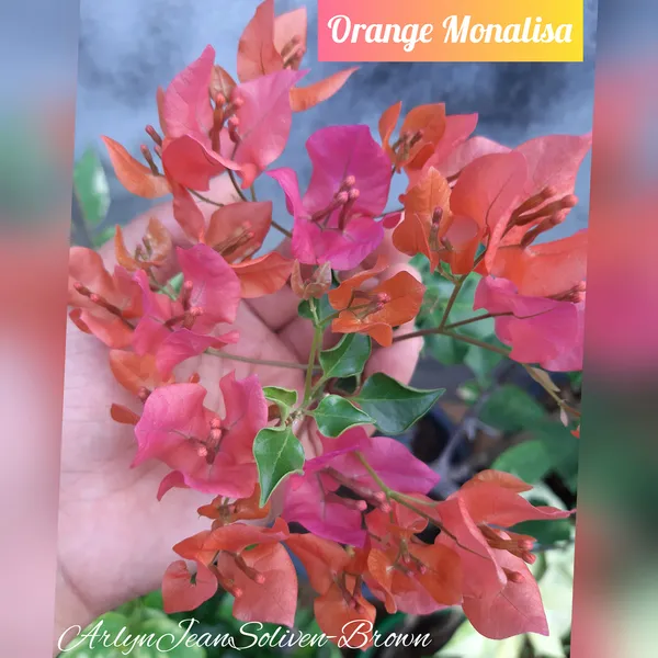 Monalisha_Orange_Bougainvillea_Plant_For_Gardening