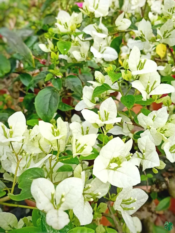 Subhra_Bougainvillea_Plant_For_Gardening