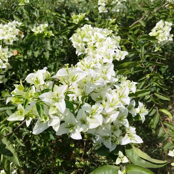 Subhra_Bougainvillea_Plant_For_Gardening