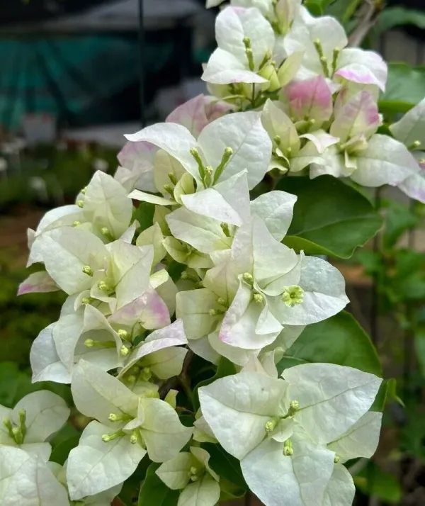 Begum_Sikandar_Bougainvillea_Plant_For_Gardening
