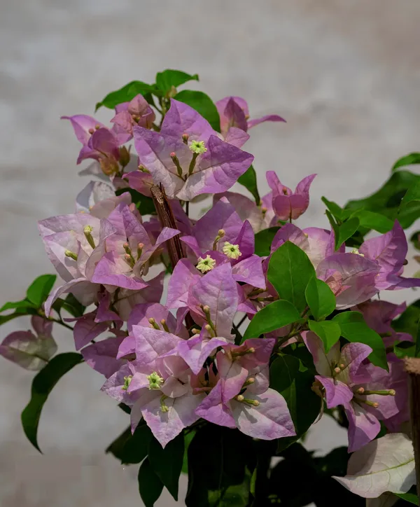 Begum_Sikandar_Bougainvillea_Plant_For_Gardening