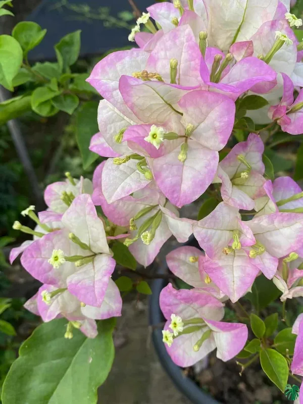 Begum_Sikandar_Bougainvillea_Plant_For_Gardening