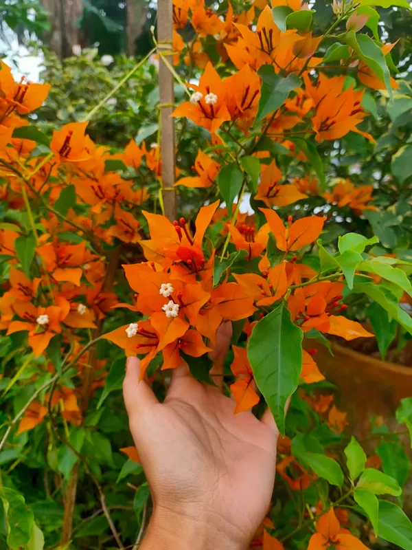King_Opal_Bougainvillea_Plant_For_Gardening