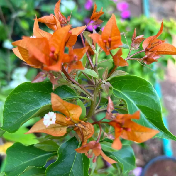 King_Opal_Bougainvillea_Plant_For_Gardening