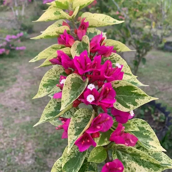 21_Jewel_Pink_Variegated_Bougainvillea_Plant_For_Gardening