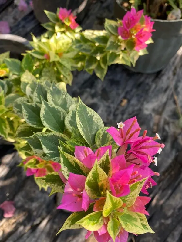 21_Jewel_Pink_Variegated_Bougainvillea_Plant_For_Gardening