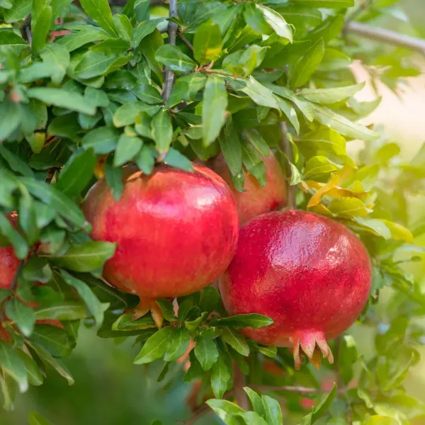 Granada-Pomegranate-Anar-Layering-Grafted-Fruit-Live-Plant