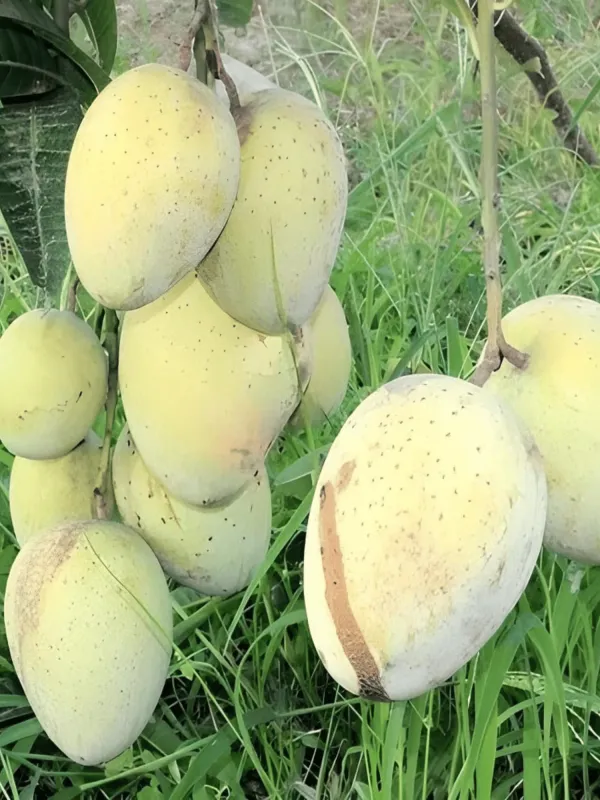 Gourmati_Mango_Plant_(Hybrid_And_Grafted)