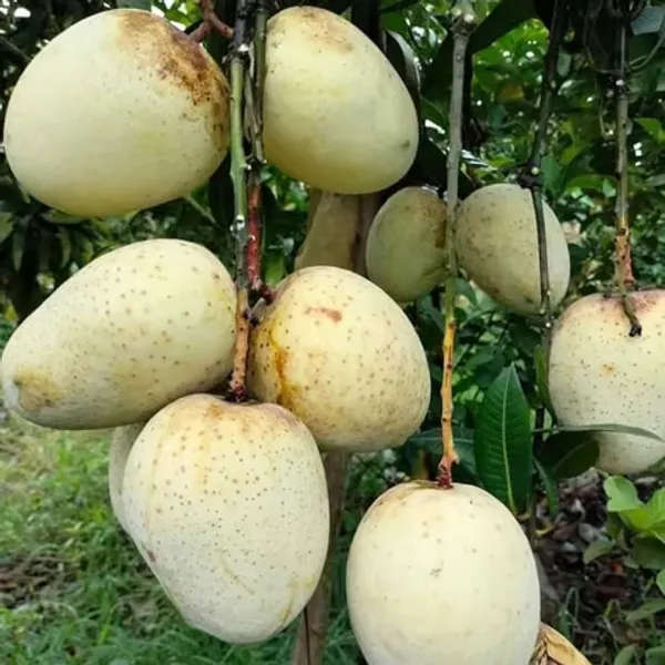 Gourmati_Mango_Plant_(Hybrid_And_Grafted)