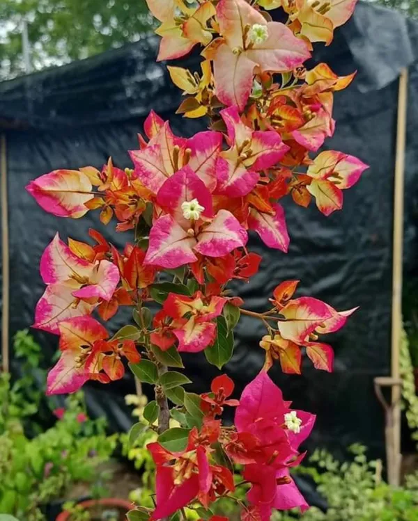 Sufia_India_Bougainvillea_Plant_For_Gardening