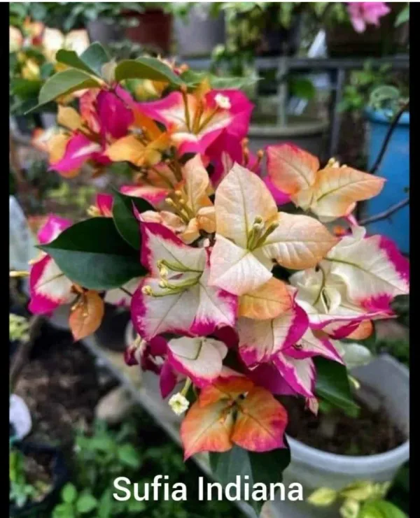 Sufia_India_Bougainvillea_Plant_For_Gardening