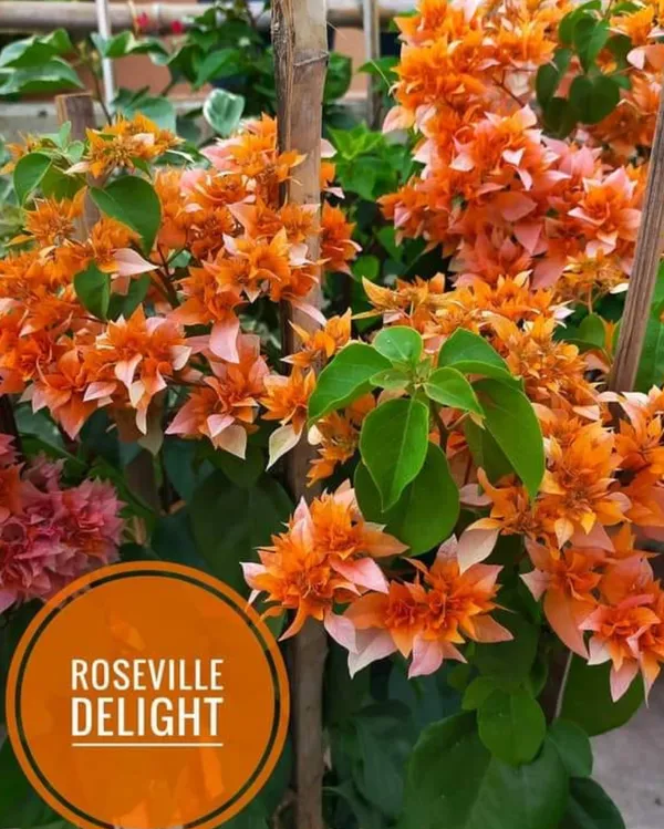Roseville_Delight_Bougainvillea_Plant_For_Gardening