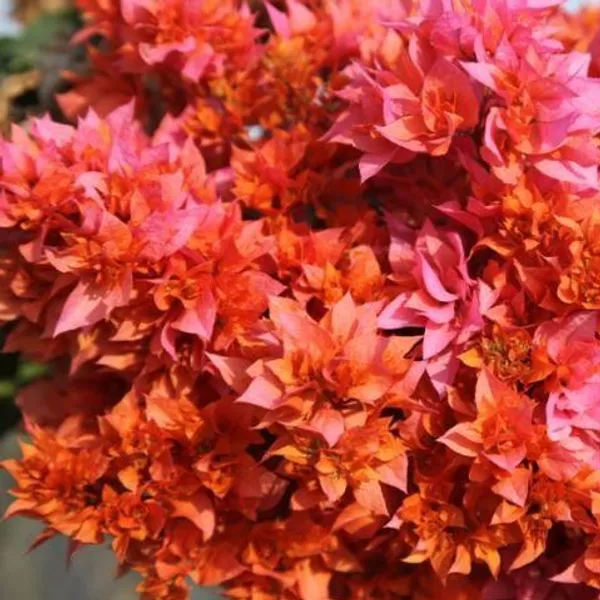 Roseville_Delight_Bougainvillea_Plant_For_Gardening
