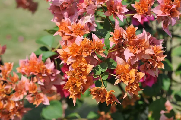 Roseville_Delight_Bougainvillea_Plant_For_Gardening
