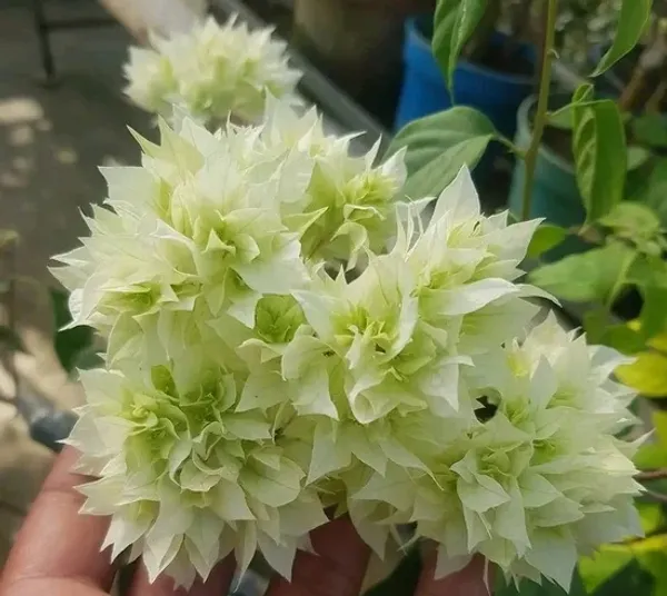 Dania_White_Bougainvillea_Plant_For_Gardening