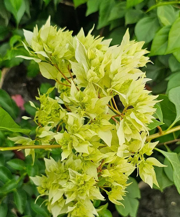 Dania_White_Bougainvillea_Plant_For_Gardening
