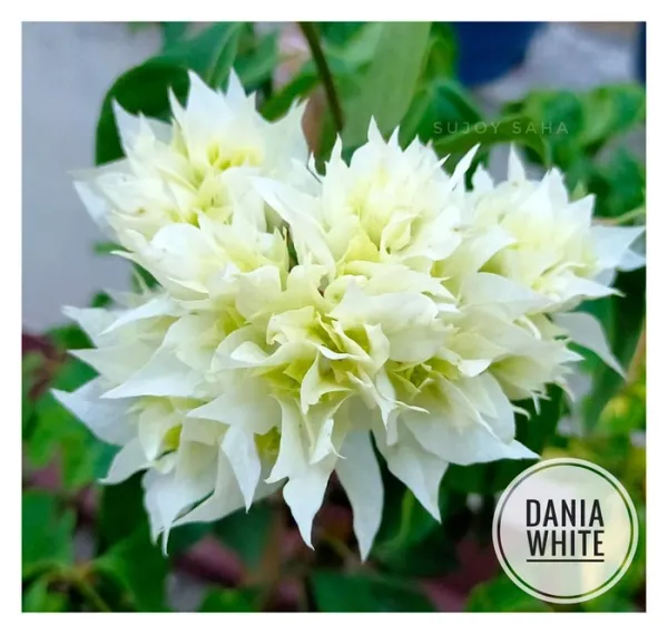 Dania_White_Bougainvillea_Plant_For_Gardening