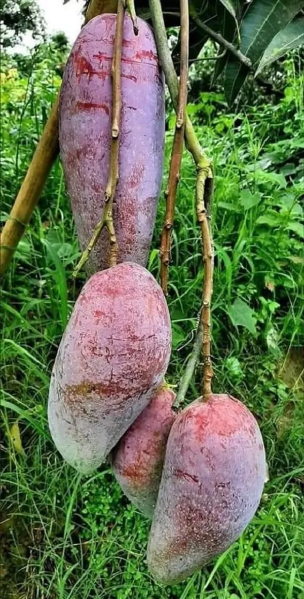 Chiangmai_Mango_Plant_(Hybrid_And_Grafted)
