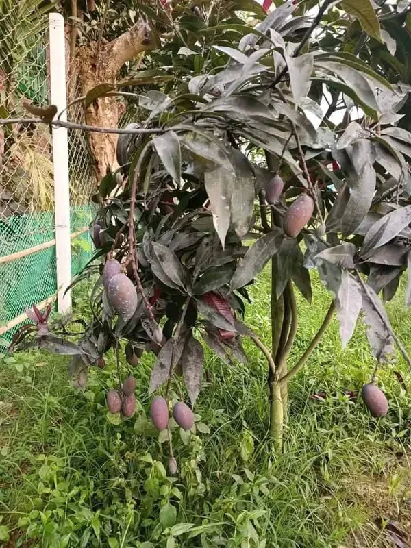 Kosturi_Mango_Plant_(Hybrid_And_Grafted)