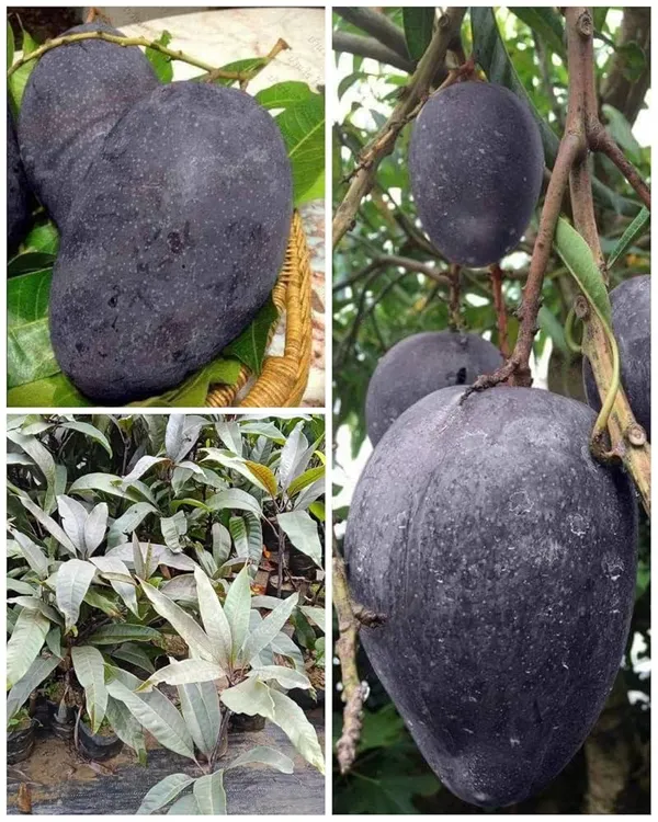 Kosturi_Mango_Plant_(Hybrid_And_Grafted)