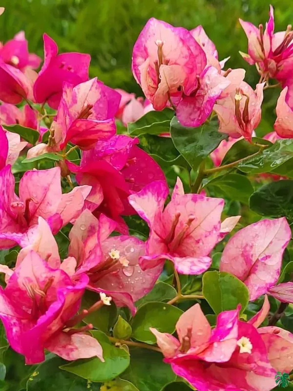Red_September_Bougainvillea_Plant_For_Gardening