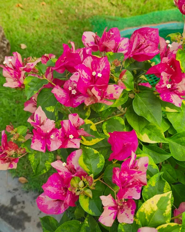 Red_September_Bougainvillea_Plant_For_Gardening