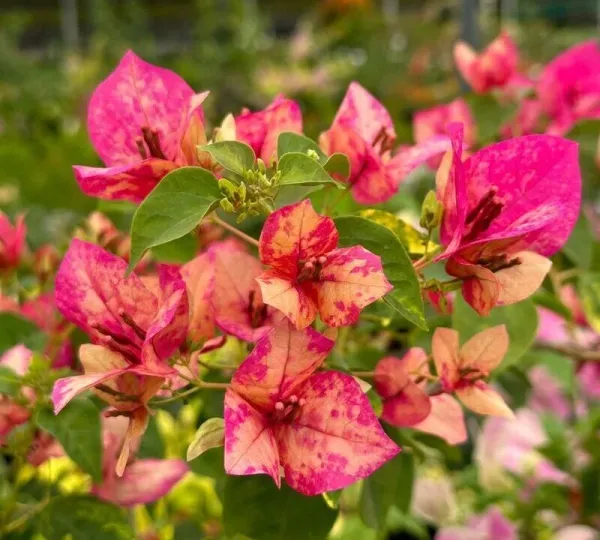 Red_September_Bougainvillea_Plant_For_Gardening