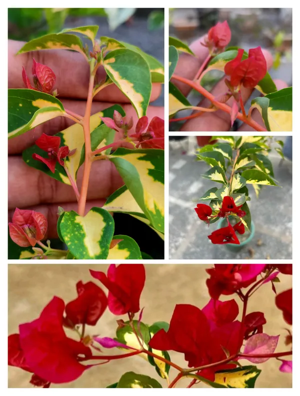 Thimma_Red_Bougainvillea_Plant_For_Gardening