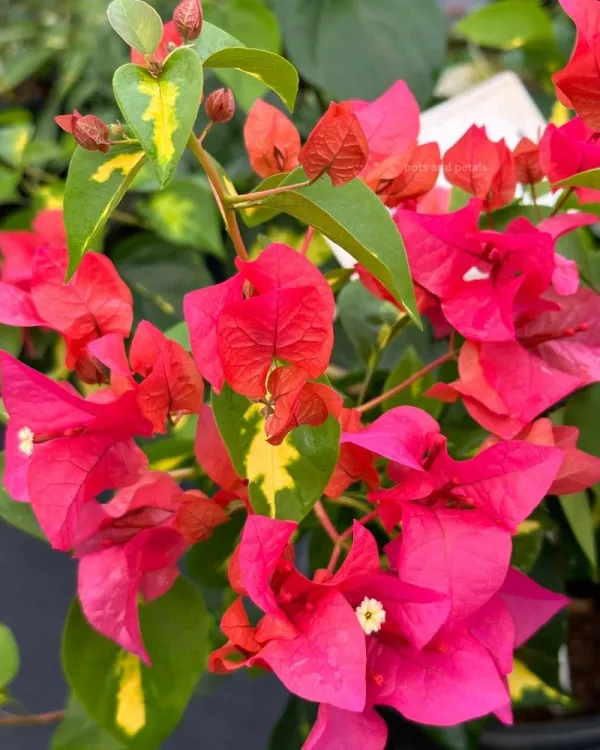 Thimma_Red_Bougainvillea_Plant_For_Gardening