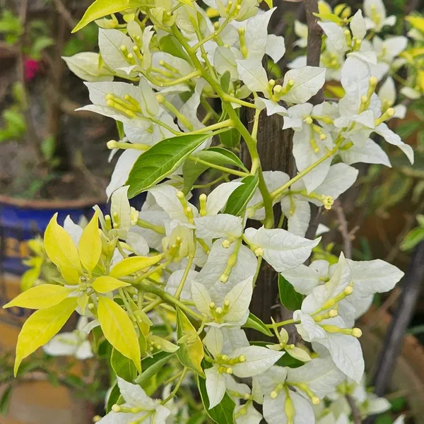 Cloud_White_Bougainvillea_Plant_For_Gardening