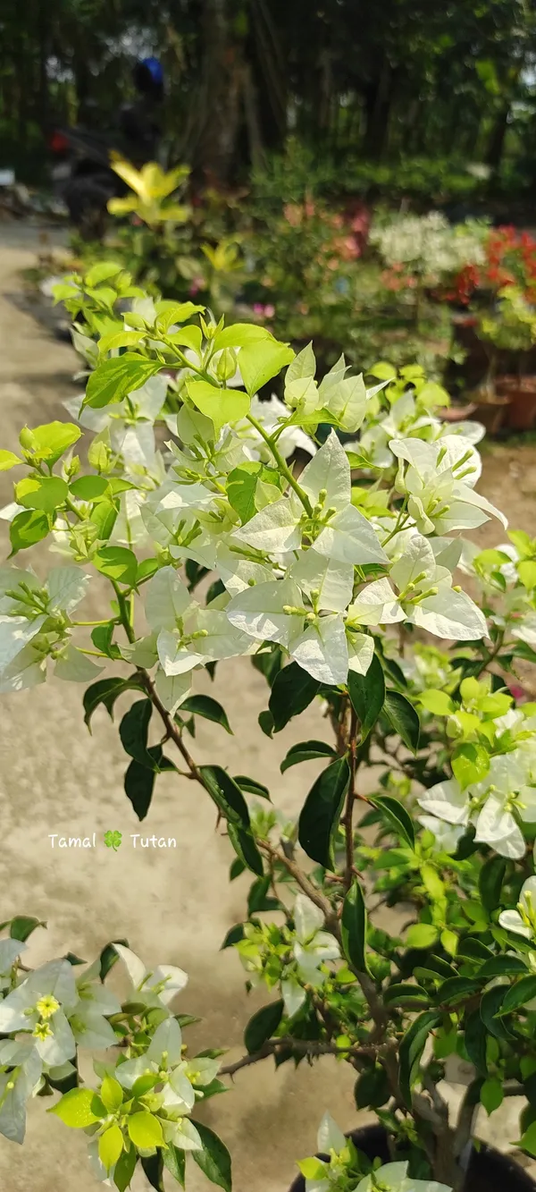 Cloud_White_Bougainvillea_Plant_For_Gardening