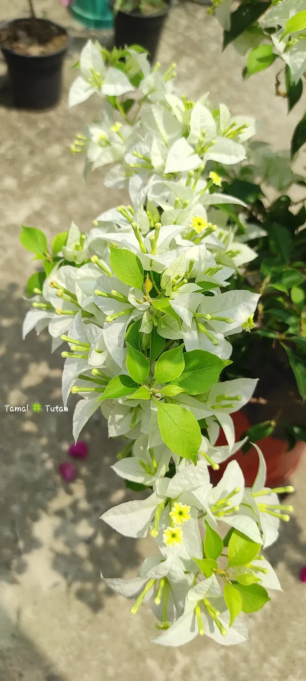 Cloud_White_Bougainvillea_Plant_For_Gardening