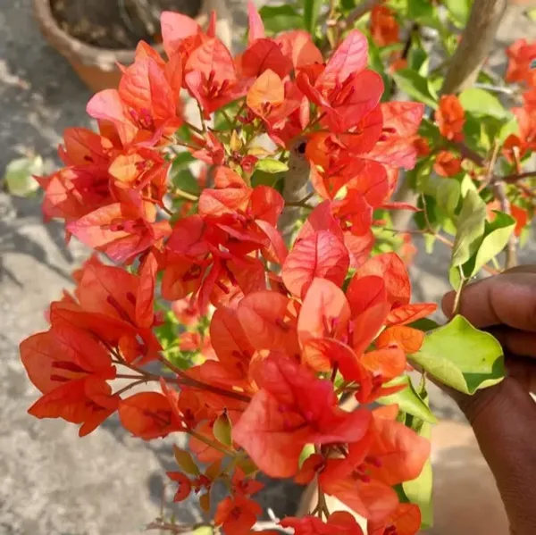 Jakirana_Bougainvillea_Plant_For_Gardening