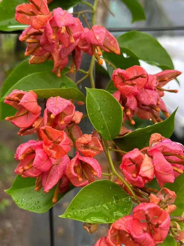 Orange_Tanglong_Bougainvillea_Plant_For_Gardening