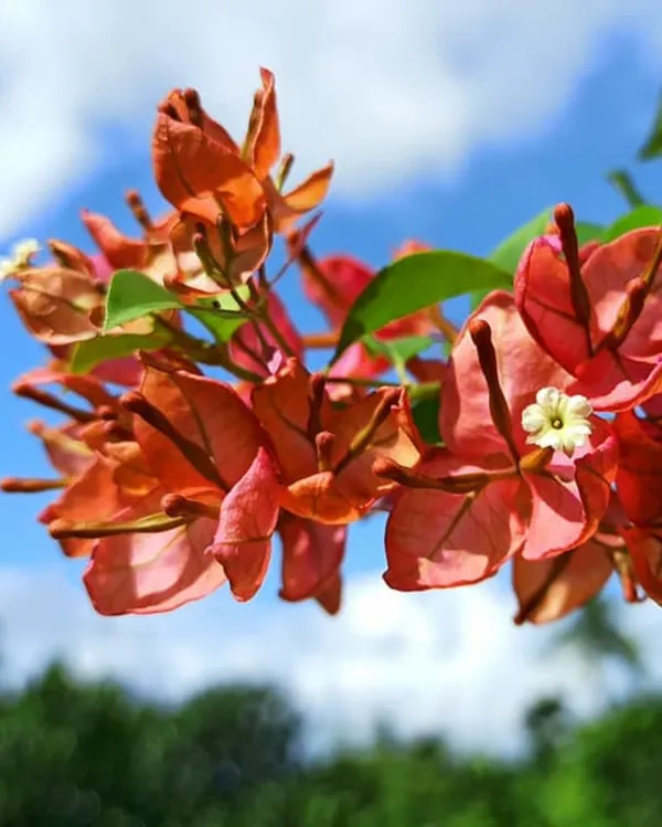 Orange_Tanglong_Bougainvillea_Plant_For_Gardening