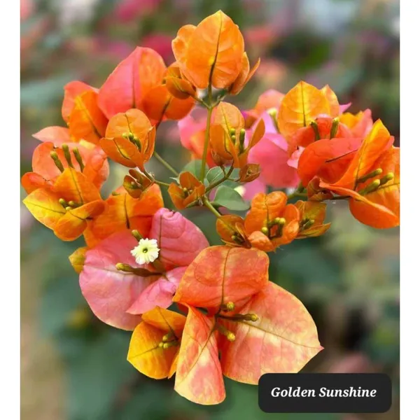 Egg_Bogan_Bougainvillea_Plant_For_Gardening