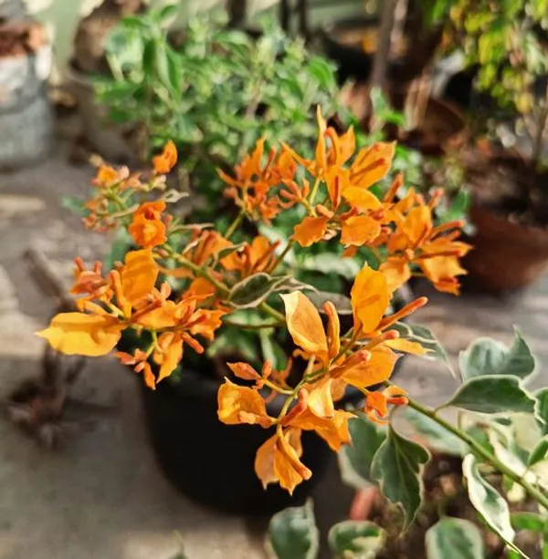 Ray_Fish_Bougainvillea_Bougainvillea_Plant_For_Gardening