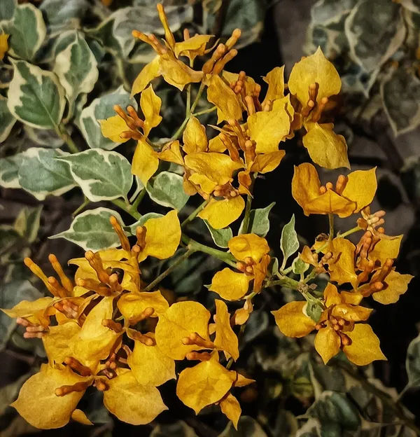 Ray_Fish_Bougainvillea_Bougainvillea_Plant_For_Gardening