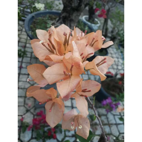 Monalisha_Peach_Bougainvillea_Plant_For_Gardening