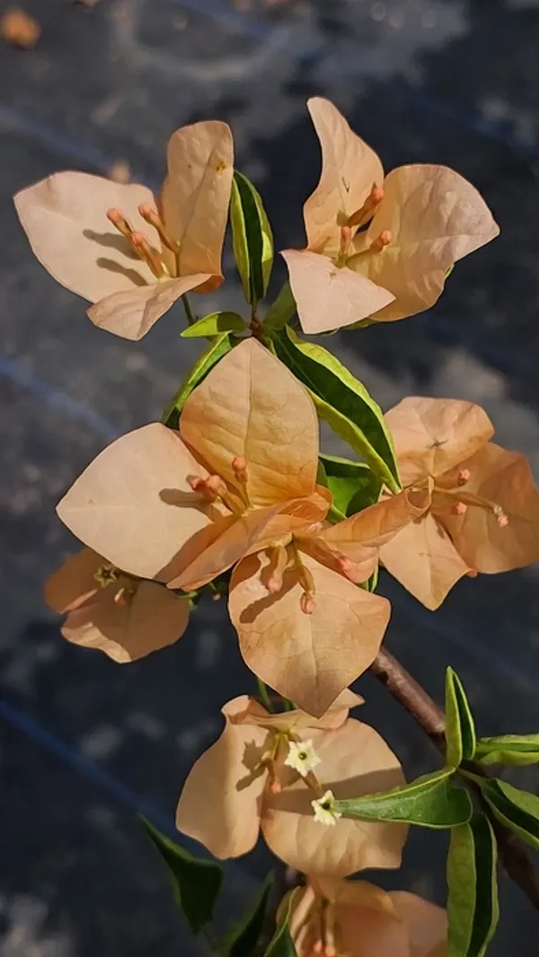 Monalisha_Peach_Bougainvillea_Plant_For_Gardening