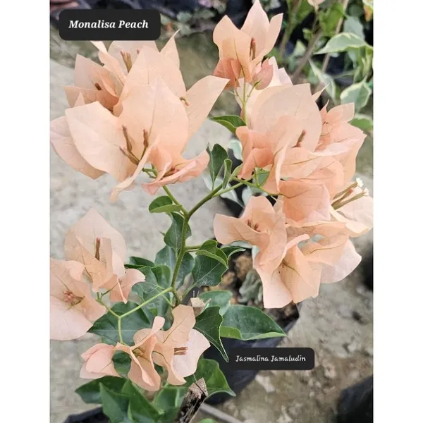 Monalisha_Peach_Bougainvillea_Plant_For_Gardening