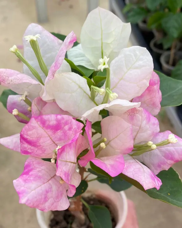 Mary_Palmer_Bougainvillea_Plant_For_Gardening