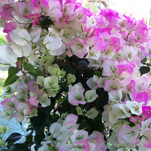 Mary_Palmer_Bougainvillea_Plant_For_Gardening
